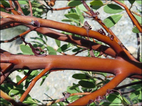 Pointleaf Manzanita (Arctostaphylos pungens)