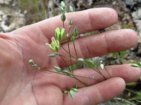 Mojave Sandwort (Arenaria macradenia)