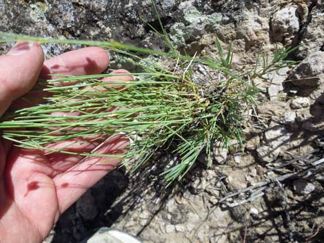 Mojave Sandwort (Arenaria macradenia)