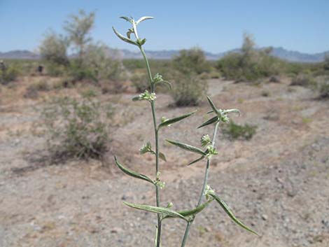 Yuma Silverbush (Ditaxis serrata)