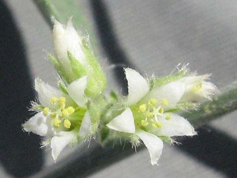 Yuma Silverbush (Ditaxis serrata)