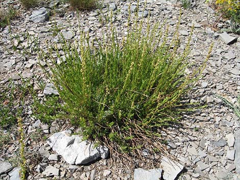 Michaux's Wormwood (Artemisia michauxiana)