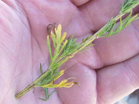 Michaux's Wormwood (Artemisia michauxiana)