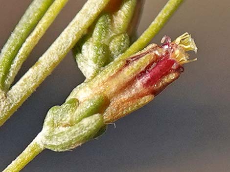 Black Sagebrush (Artemisia nova)