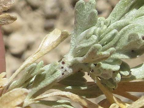 Black Sagebrush (Artemisia nova)