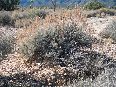 Big Sagebrush (Artemisia tridentata)