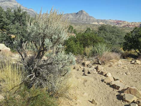 Big Sagebrush (Artemisia tridentata)