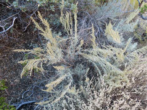 Big Sagebrush (Artemisia tridentata)