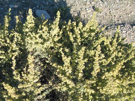 Fourwing Saltbush (Atriplex canescens)