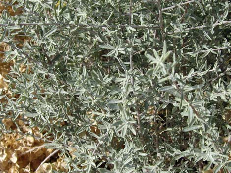 Fourwing Saltbush (Atriplex canescens)