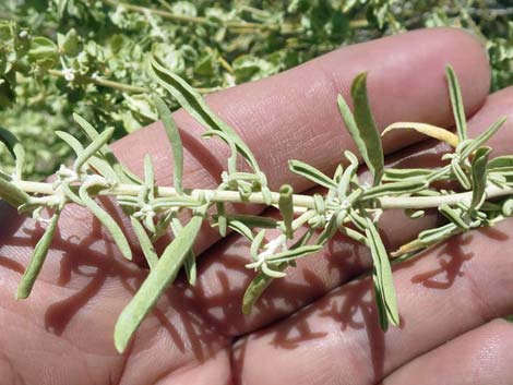 Fourwing Saltbush (Atriplex canescens)