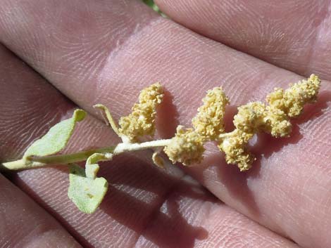 Saltbush (Atriplex canescens)