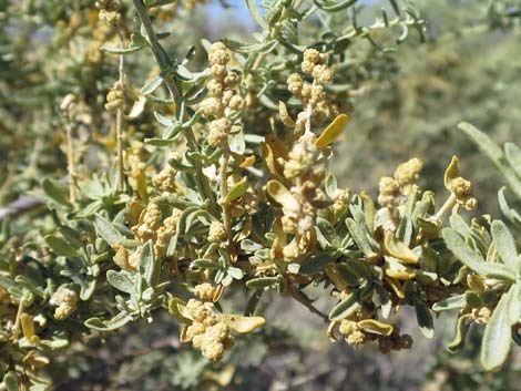 Fourwing Saltbush (Atriplex canescens)