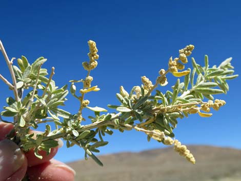 Fourwing Saltbush (Atriplex canescens)