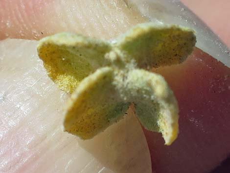 Fourwing Saltbush (Atriplex canescens)