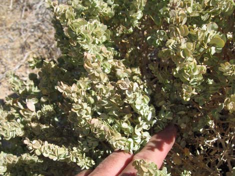 Shadscale Saltbush (Atriplex confertifolia)