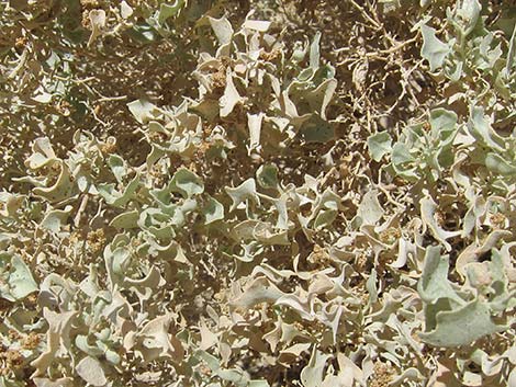 Desert-holly Saltbush (Atriplex hymenelytra)