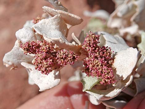 Desert-holly (Atriplex hymenelytra)