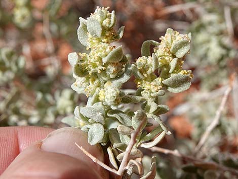 Desert-holly (Atriplex hymenelytra)