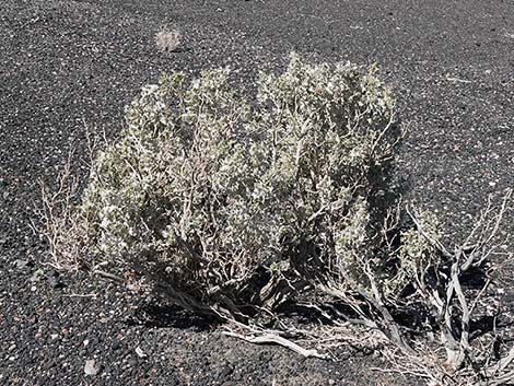 Desert-holly Saltbush (Atriplex hymenelytra)