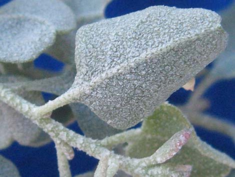 Quailbush (Atriplex lentiformis)