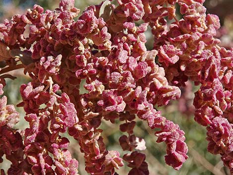 Quailbush (Atriplex lentiformis)