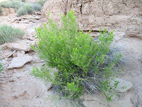 Emory Baccharis (Baccharis emoryi)