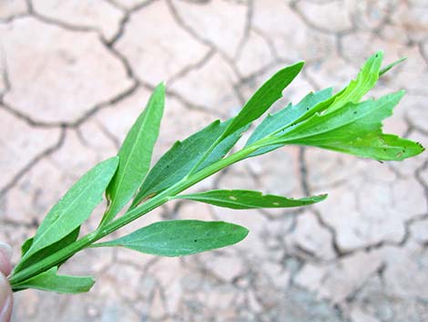 Emory Baccharis (Baccharis emoryi)