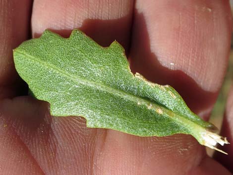 Emory Baccharis (Baccharis emoryi)