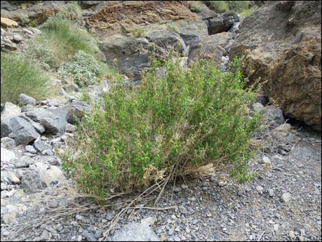 Seep Willow (Baccharis salicifolia)