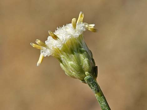 Broom Baccharis (Baccharis sarothroides