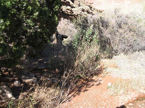 Desert Baccharis (Baccharis sergiloides)