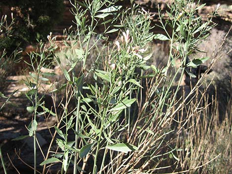 Desert Baccharis (Baccharis sergiloides)