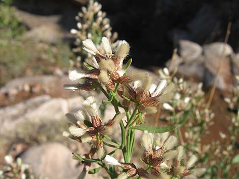 Desert Baccharis (Baccharis sergiloides)