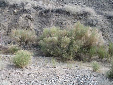 Desert Baccharis (Baccharis sergiloides)