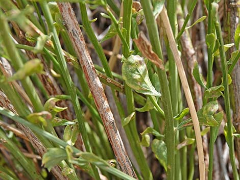 Desert Baccharis (Baccharis sergiloides)