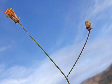 Sweetbush (Bebbia juncea)