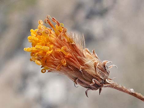 Sweetbush (Bebbia juncea)