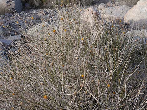 Sweetbush (Bebbia juncea)