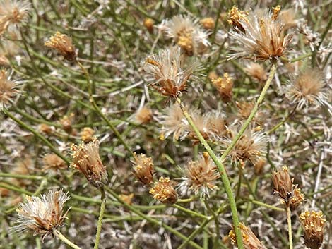 Sweetbush (Bebbia juncea)