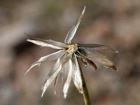 Sweetbush (Bebbia juncea)