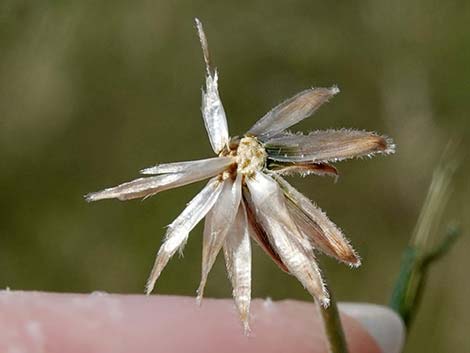 Sweetbush (Bebbia juncea)