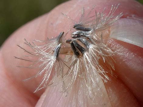 Sweetbush (Bebbia juncea)