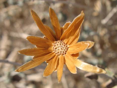 Woolly Brickellbush (Brickellia incana)