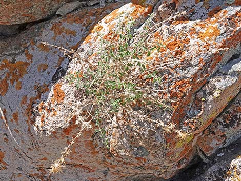 Littleleaf Brickellbush (Brickellia microphylla)