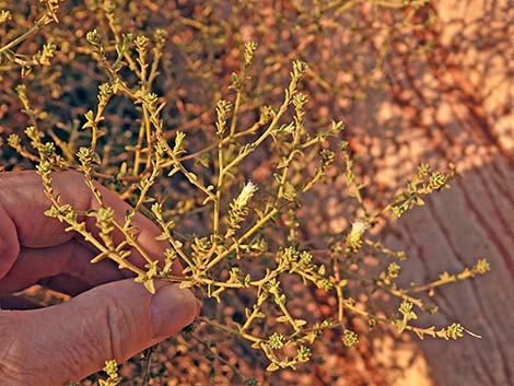 Littleleaf Brickellbush (Brickellia microphylla)