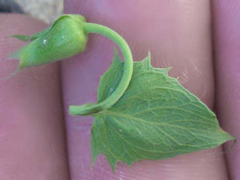 Pungent Brickellbush (Brickellia arguta)