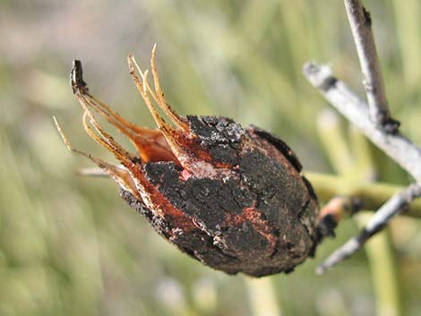 Crucifiction Thorn (Canotia holacantha)