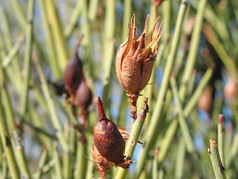 Crucifiction Thorn (Canotia holacantha)