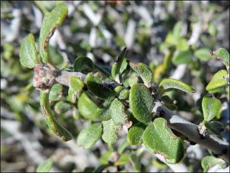 Mojave Ceanothus (Ceanothus greggii var. vestitus)